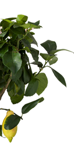orange_tree